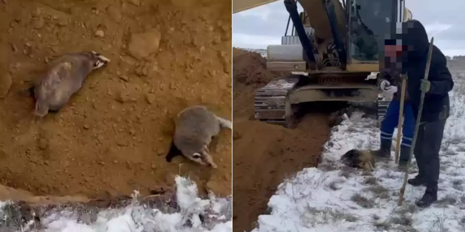 Ақмола облысында борсықтарды аяусыз өлтірген жұмысшыларға қатысты іс қозғалды