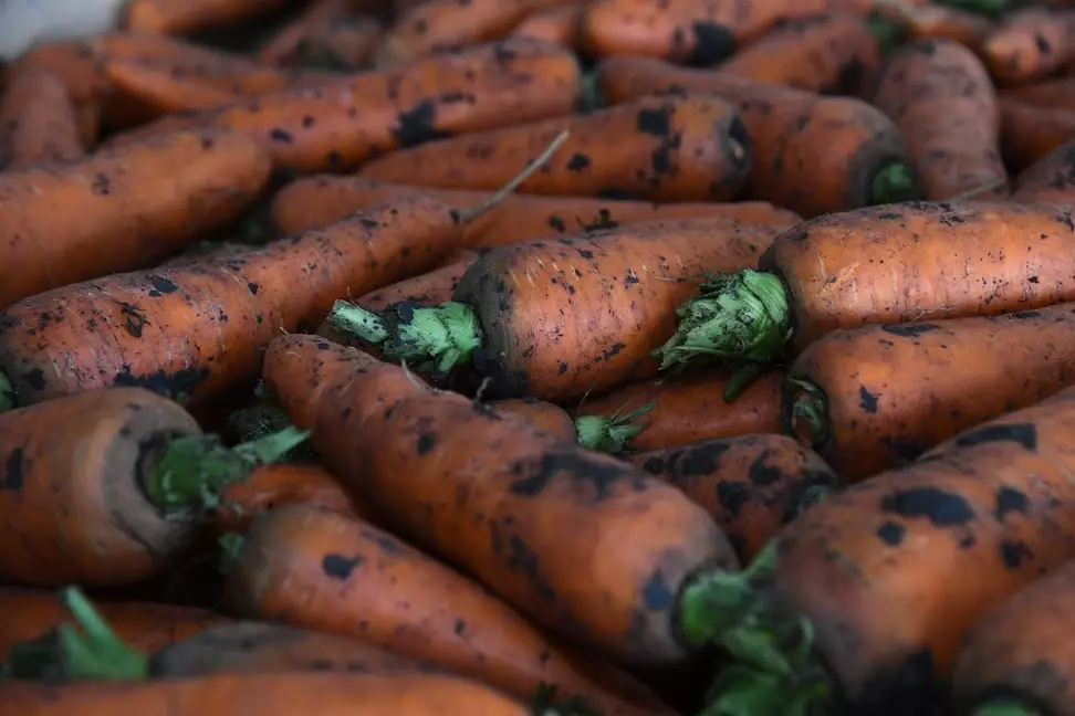 Из Волгоградской области в Казахстан отправили 600 тонн моркови и свеклы.