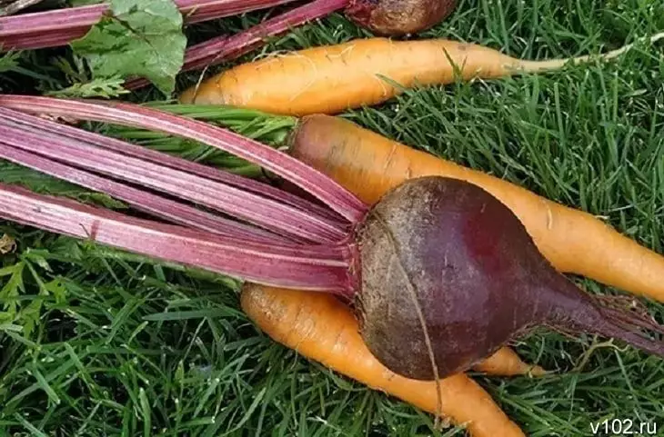 Волгоградская область экспортировала 600 тонн овощей в Казахстан.