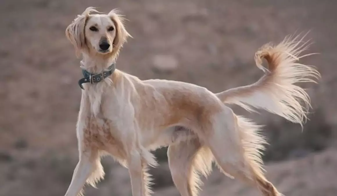 Достояние Казахстана – собаки породы тазы подверглись отстрелу в Караганде