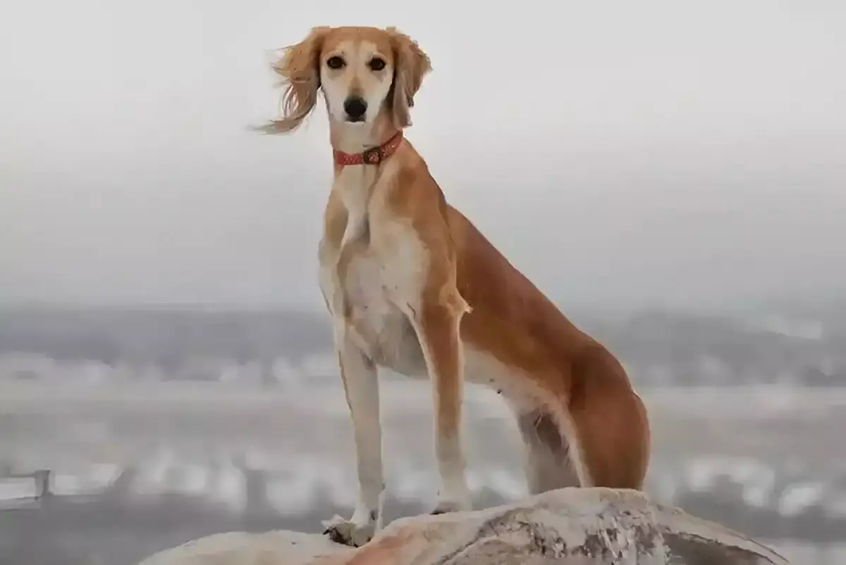 Қарағандыда ветстанция қызметкері тазы тұқымды иттерді атып өлтірген