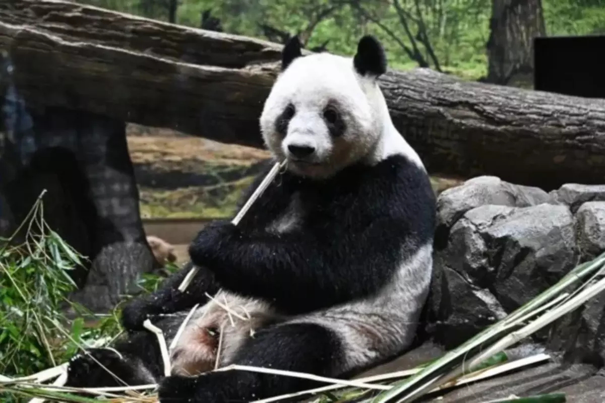 Япония депортирует панд из-за охлаждения отношений с Китаем