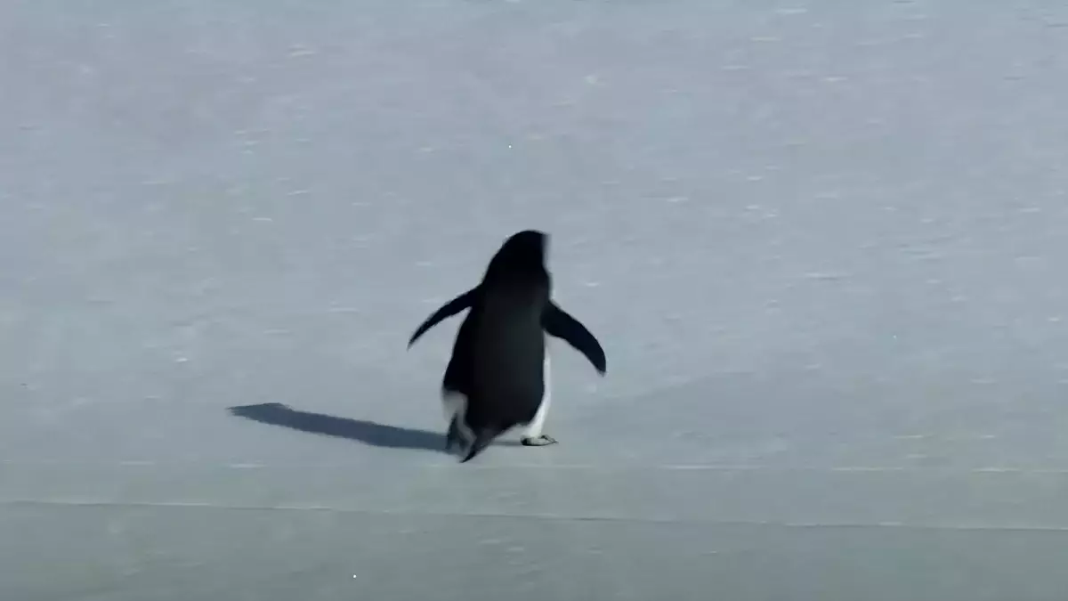 История пингвина завирусилась в Казнете (ВИДЕО)
