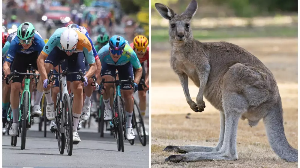 Кенгуру создал аварию в престижной гонке с участием Казахстана