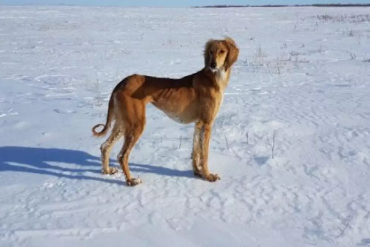 Отстрел национального достояния: в Караганде погибли тазы