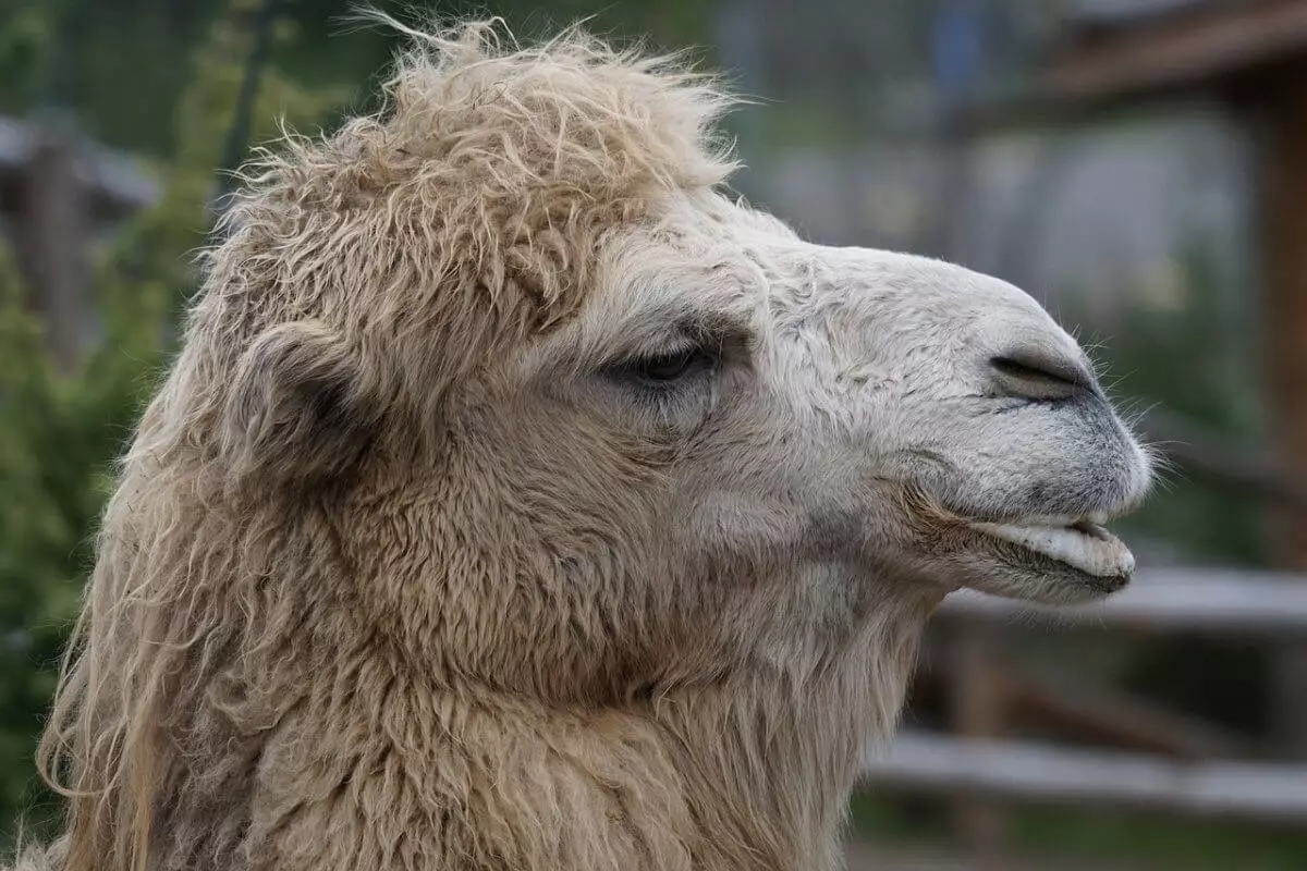 Пробка в 500 машин образовалась из-за верблюда в Мангистау (ВИДЕО)