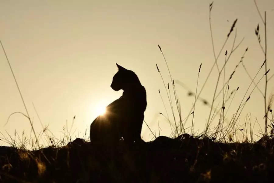 Мысығының өліміне байланысты еңбекке жарамсыздық парағын алғаны үшін жұмыстан шығарылған ер адам 23 миллион теңге өндіріп алды