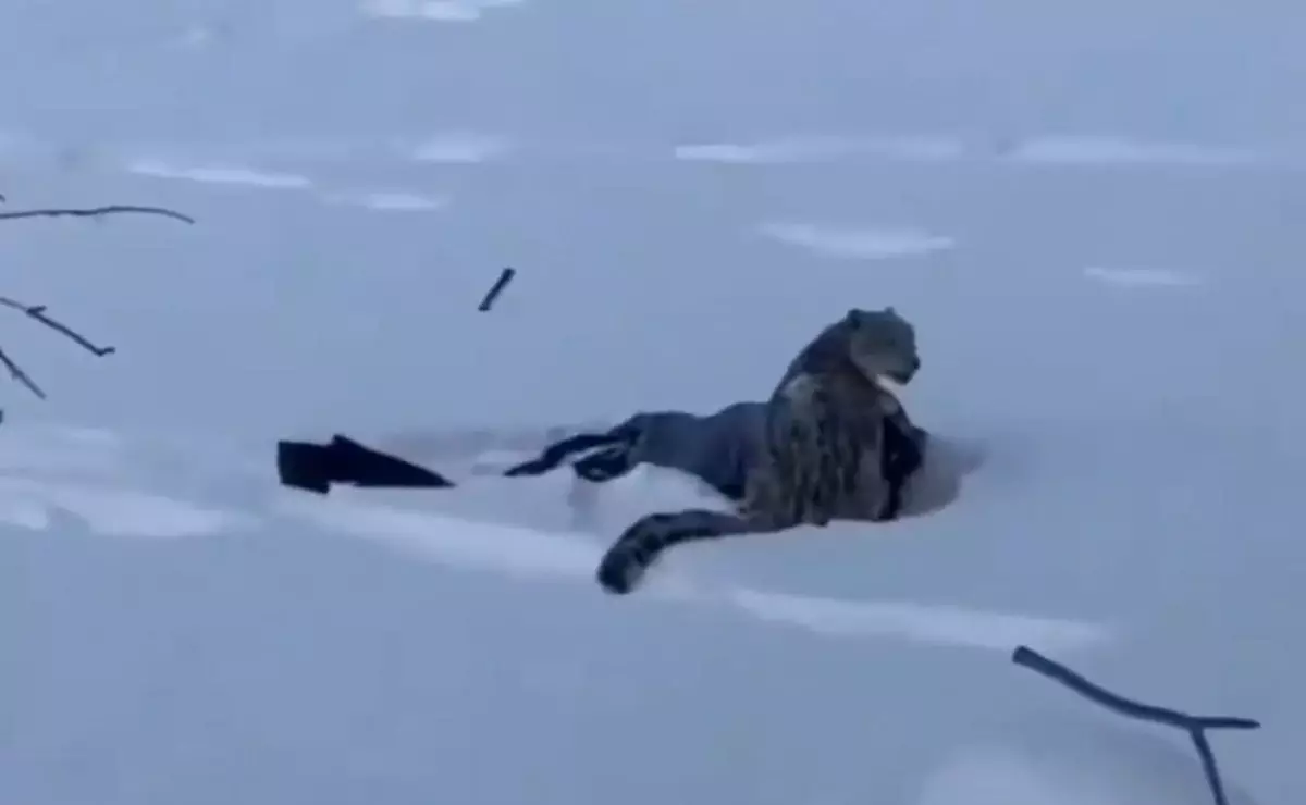 Қар барысы шаңғышыға шабуыл жасады