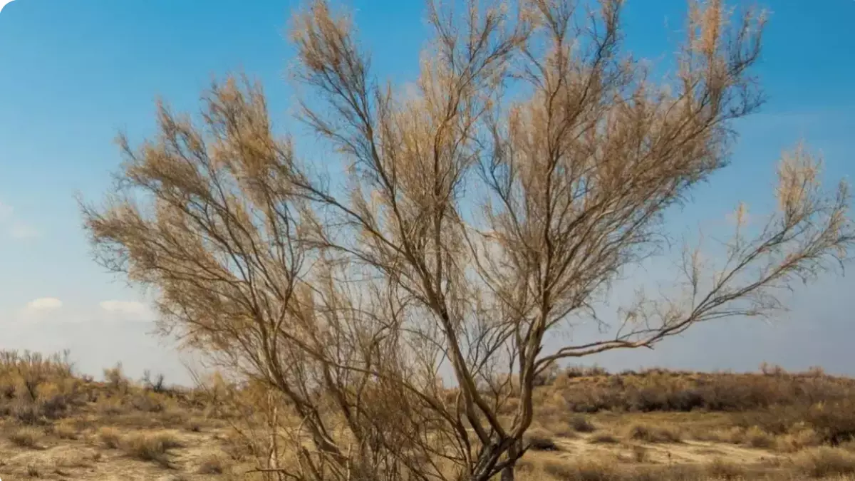 4 жылда Арал теңізінің 672 мың гектар құрғаған табанына сексеуіл егілді