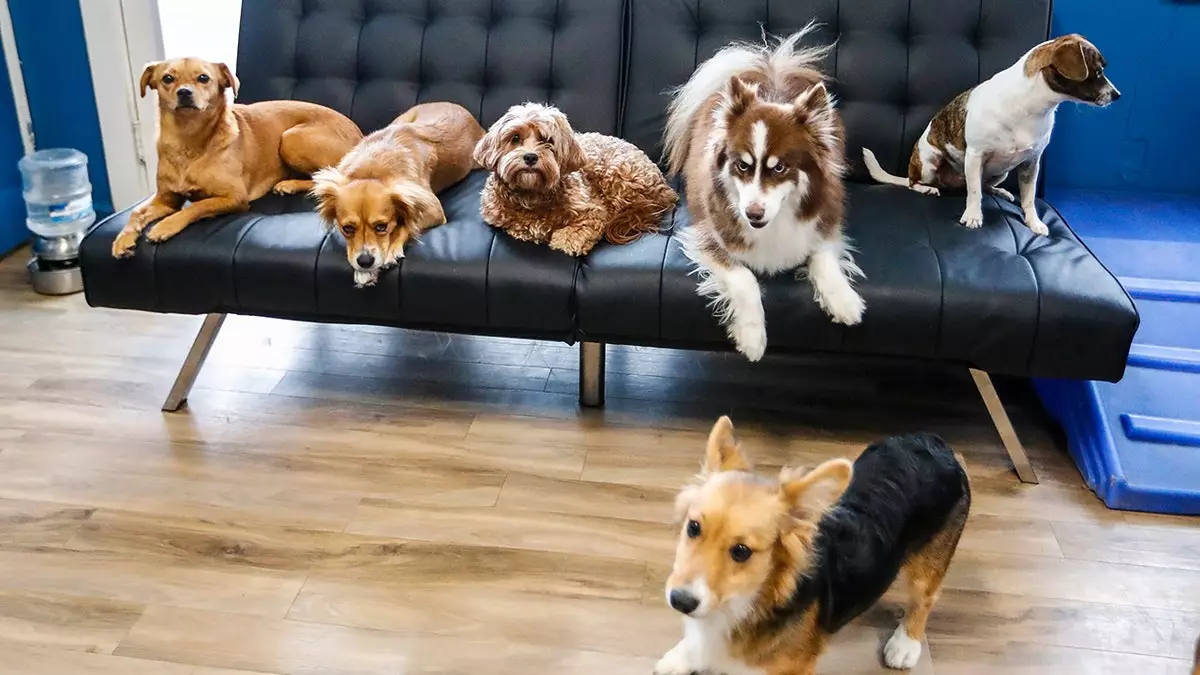 Искусственный интеллект робот обеспечивает эмоциональную заботу питомцам.