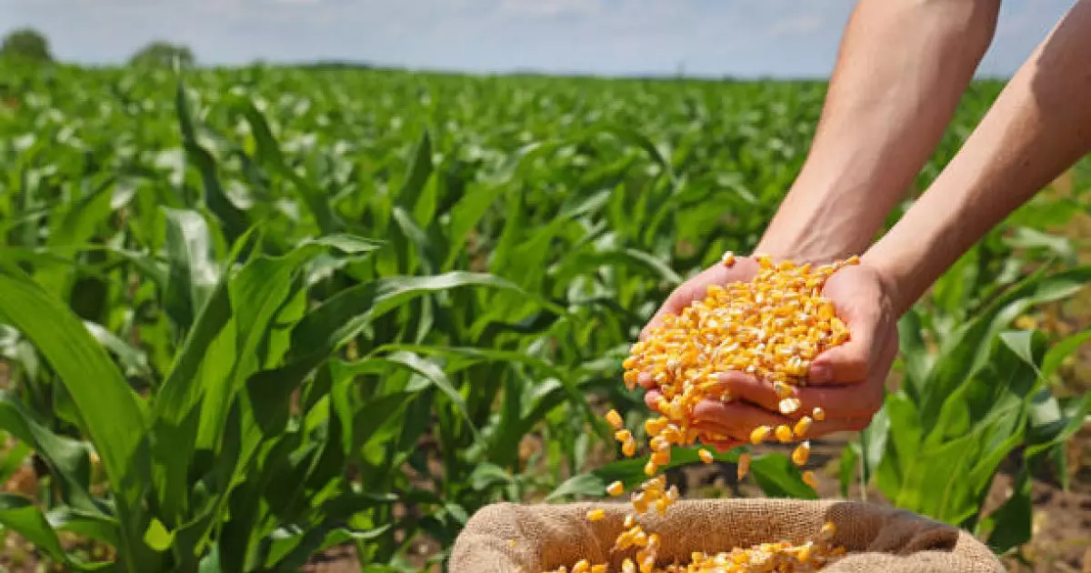  Биыл әлеуметтік маңызы бар көкөністер мен жүгері егісі ұлғайтылады – Үкімет 