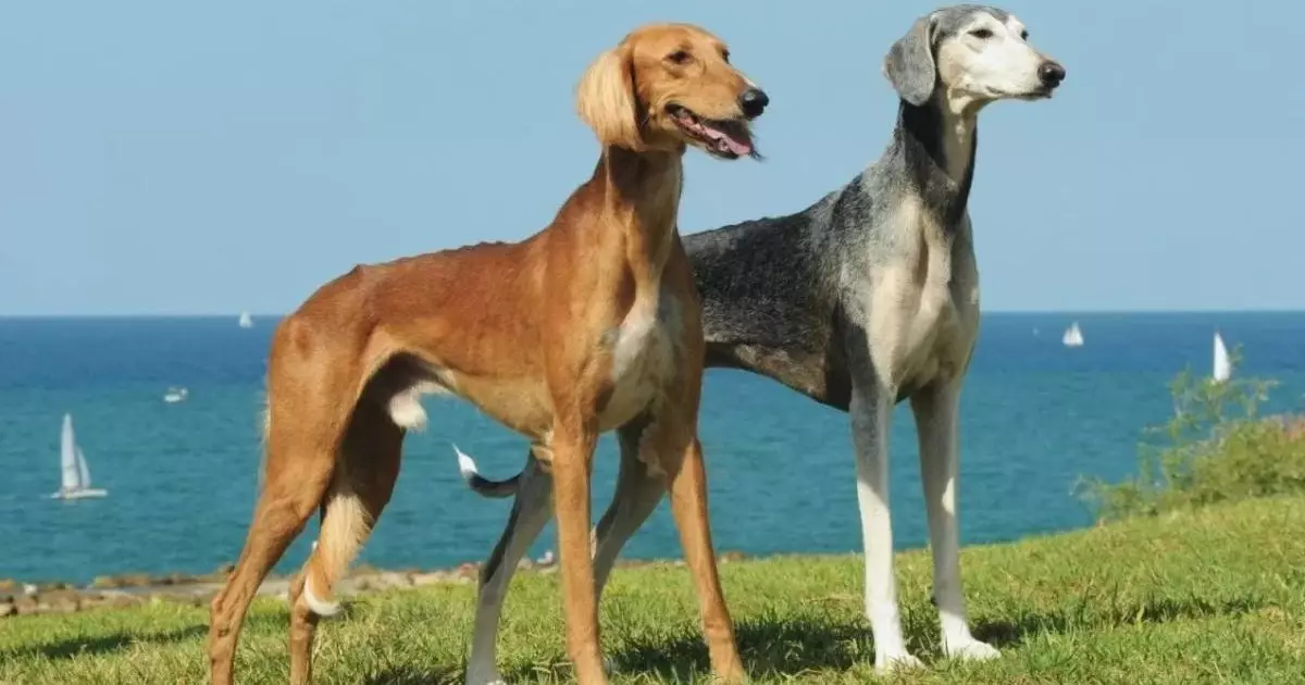  Тазыларды кімдер және неге атып жатыр? 