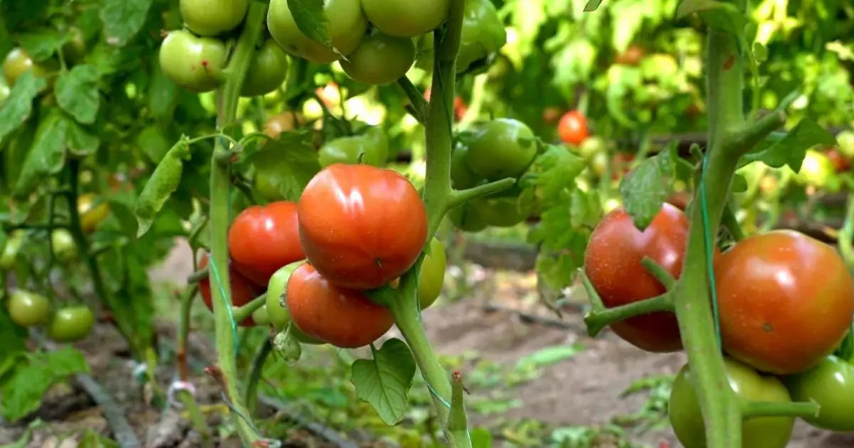   Түркістан облысында қаңтарда қызанақ пісті   