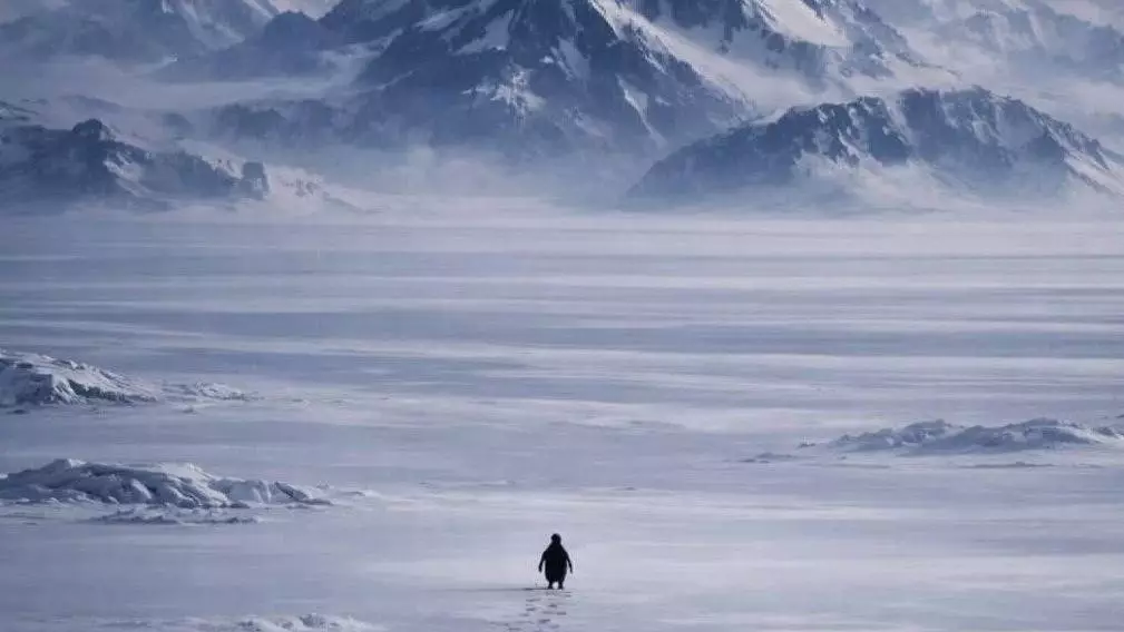 Жалғыз пингвин: 20 жылдан кейін интернетті жаулаған кадрдың құпиясы