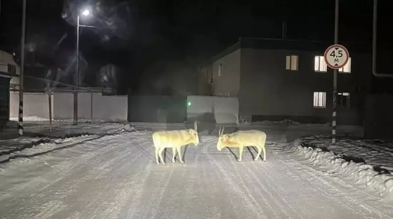 Мигрирующие из Казахстана сайгаки столкнулись с трудностями в России