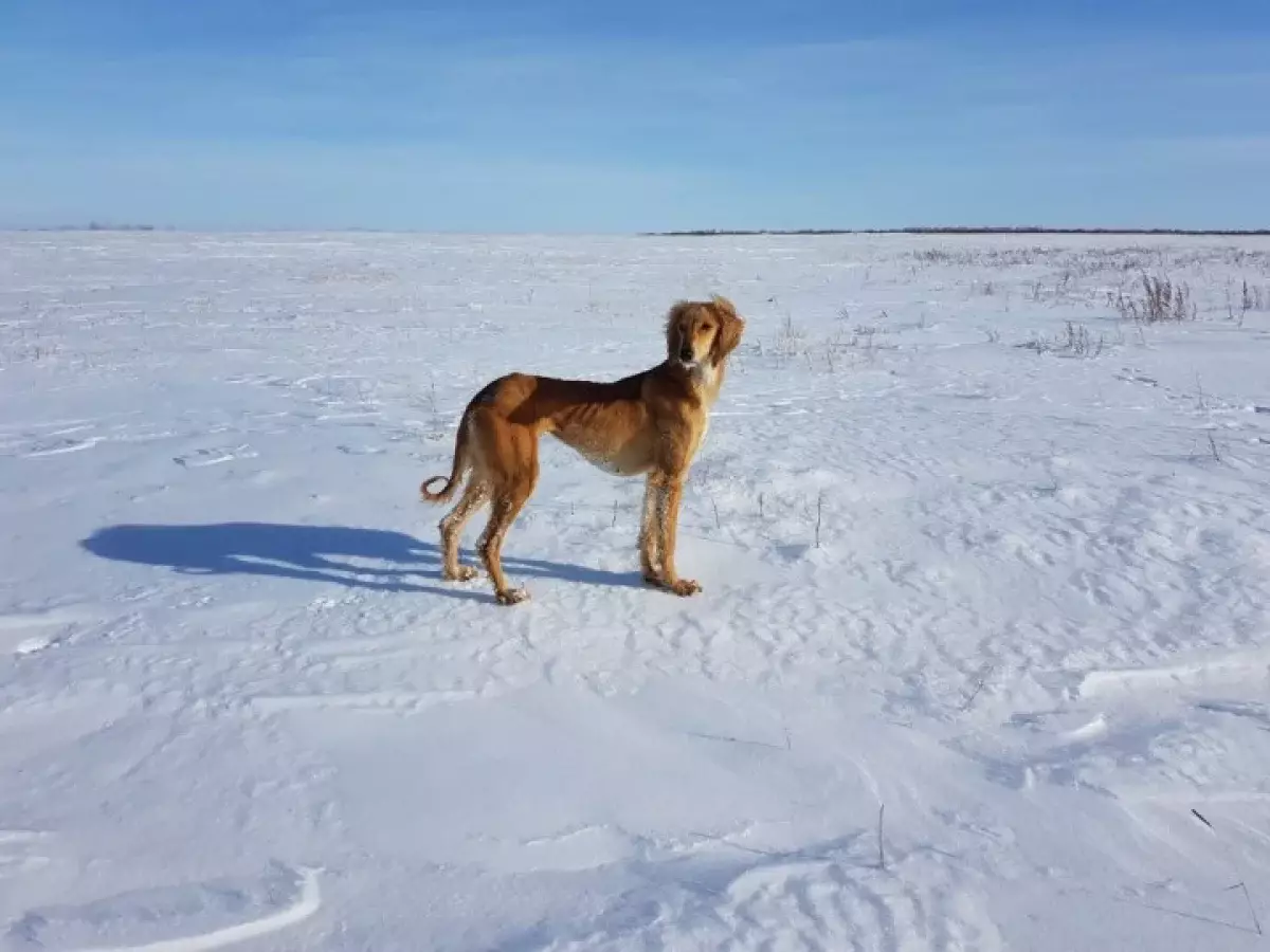 Сотрудник ветстанции застрелил собак тазы в Карагандинской области