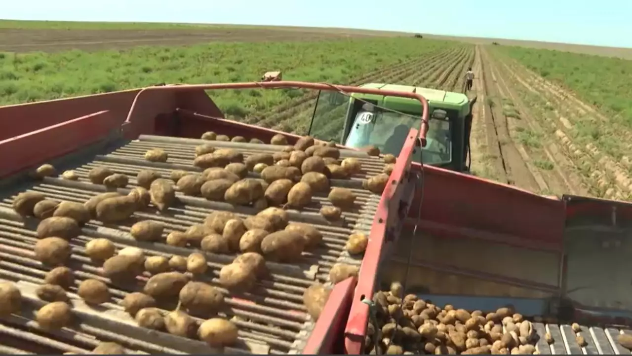 Казахстан расширит посевы овощей и кукурузы