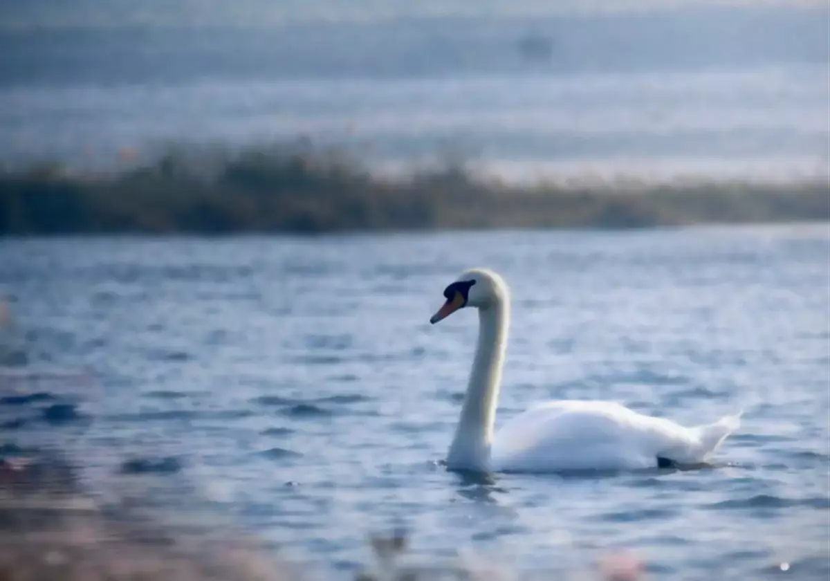 Почему на Караколе резко сократилось число зимующих птиц - новости на Lada.kz 27.01.2026