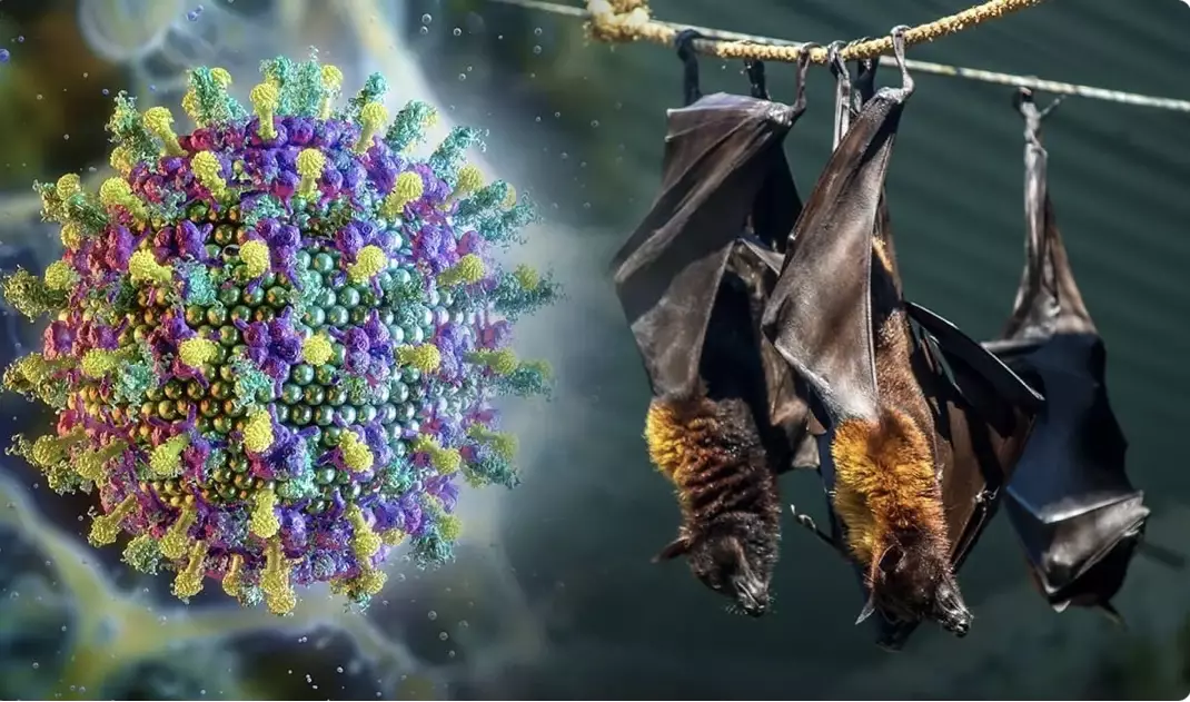 Үндістанда емделмейтін Нипах вирусы анықталды