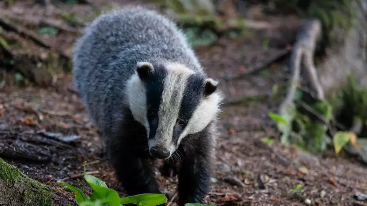Ақмола облысында қыстың ортасында борсық аңын інімен бірге қазып алған жұмысшылар істі болды (ВИДЕО)