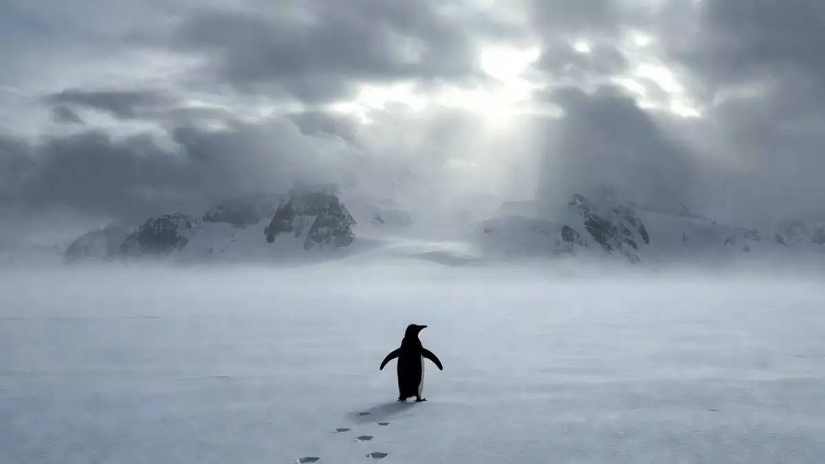 Пингвин, который вышел из чата – как один старый кадр стал символом выгорания