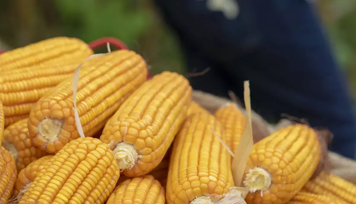 Регионам Казахстана поручили сосредоточиться на кукурузе - новости на Lada.kz 27.01.2026