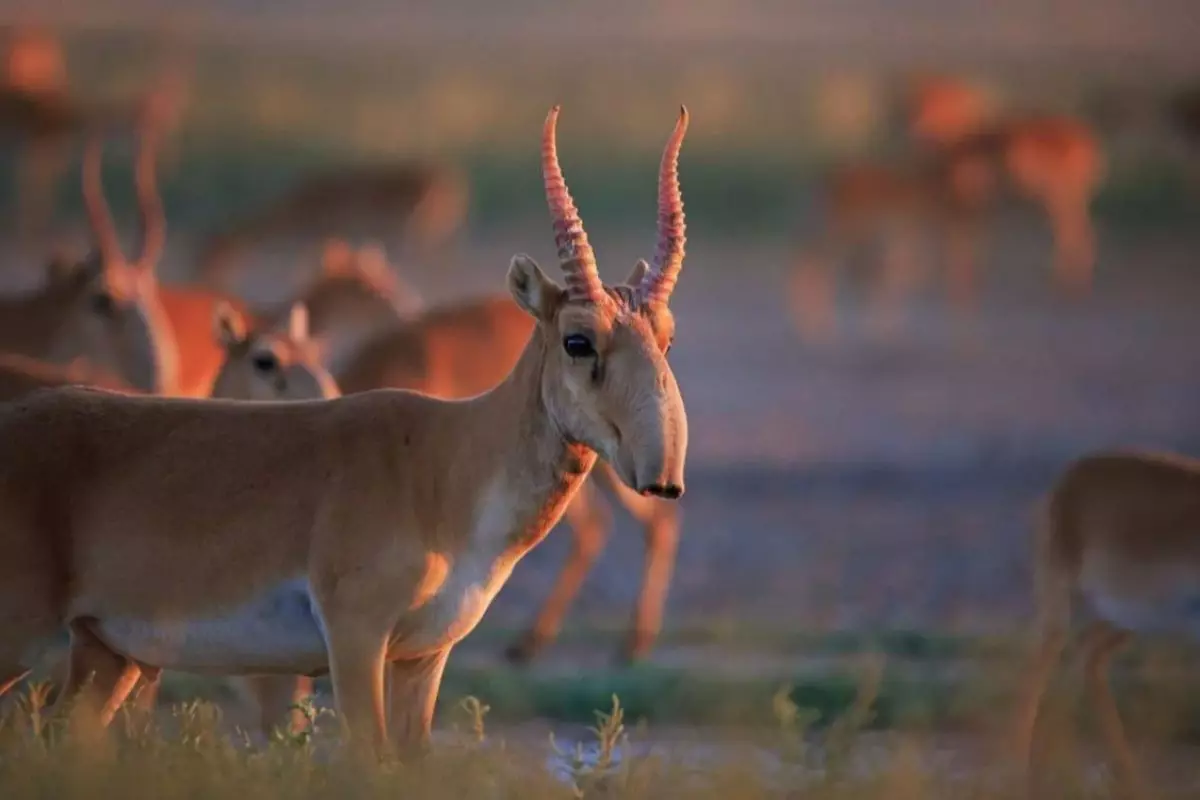 Трасса Атырау – Астрахань стала преградой для миграции сайгаков к Каспию
