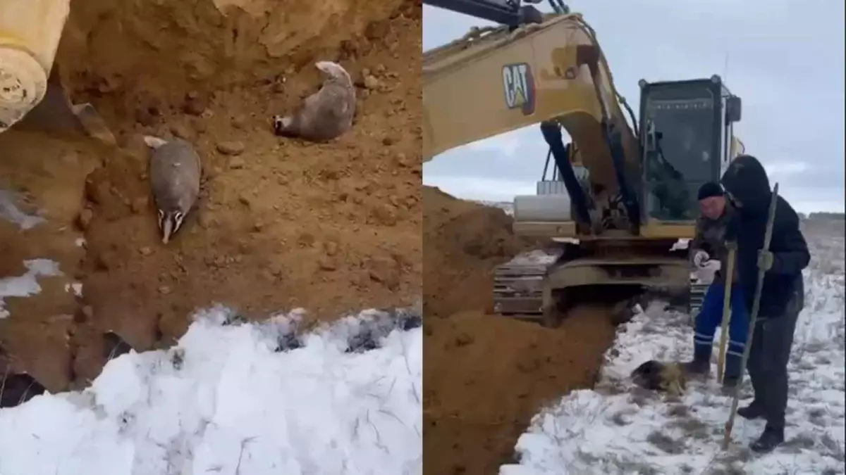 Рабочие жестоко убили барсуков в Казахстане: стало известно, кто это сделал и где