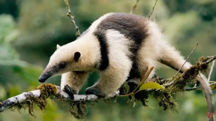 В зоопарке Алматы появились редкие животные из Южной Америки