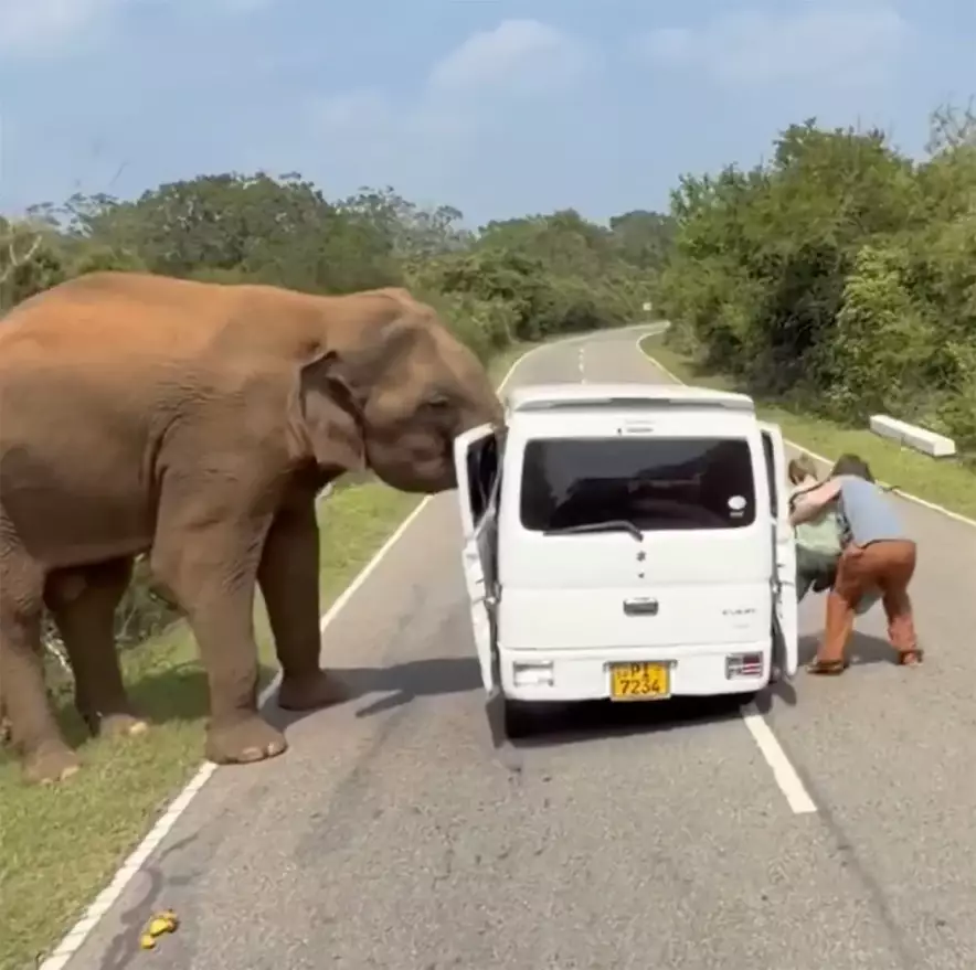 Слон атаковал туристический микроавтобус на сафари в Шри-Ланке