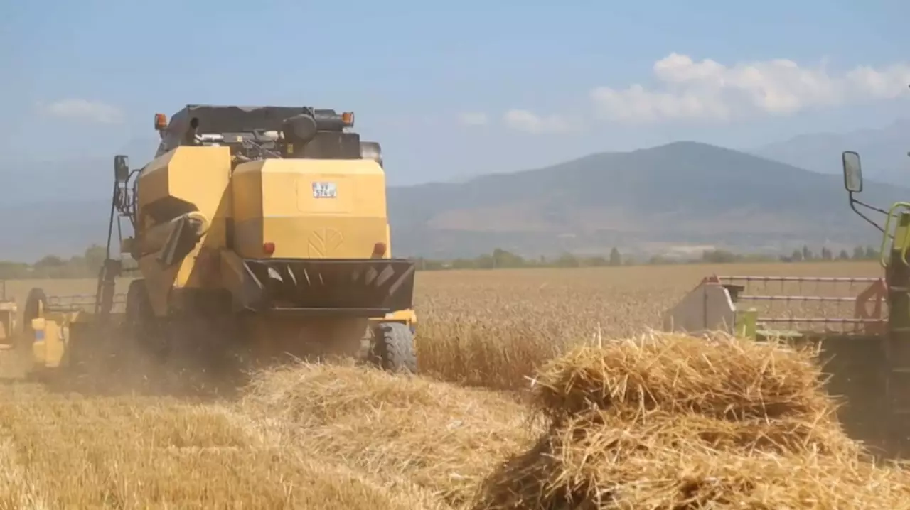 Казахстан увеличил экспорт пшеницы в Грузию