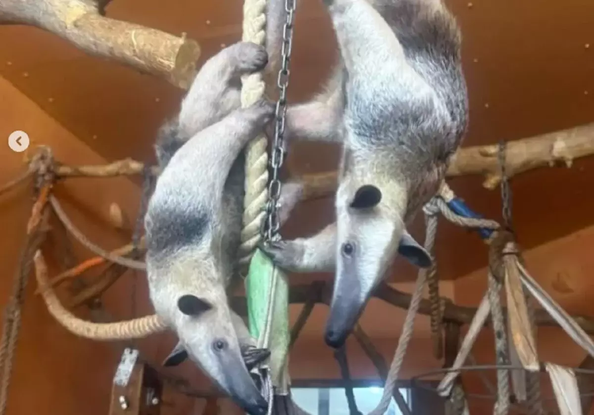 Алматы хайуанаттар бағы жаңа жануармен толықты