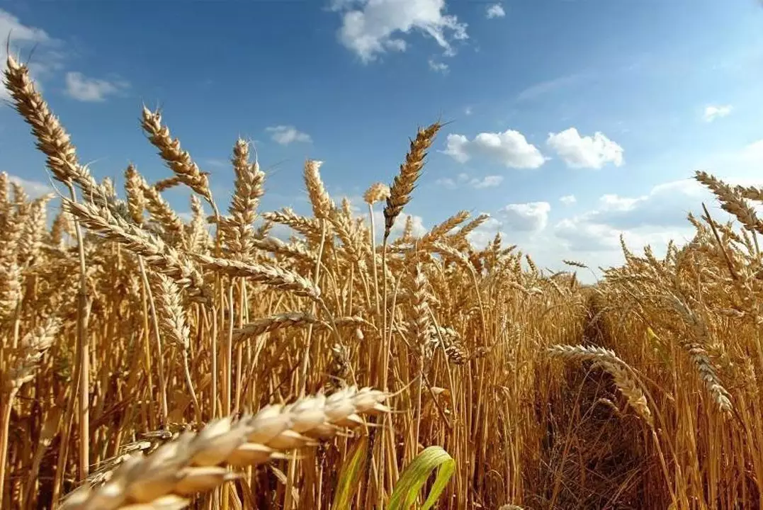 В Казахстане запустят пять проектов по переработке зерна