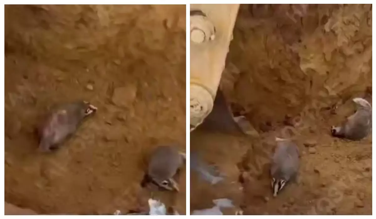 Ақмола облысында жол жөндеп жүрген жұмысшылар борсықтарды аяусыз өлтірген (видео)