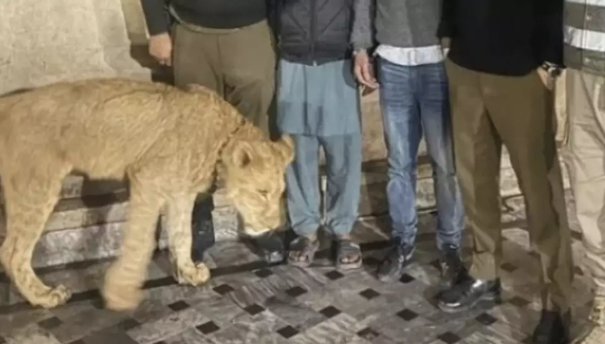 "Домашний" лев напал на ребенка в семье, где содержали хищника (ВИДЕО)