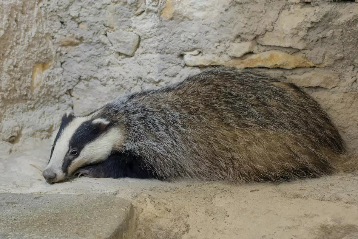 В Акмолинской области возбудили дело после убийства барсуков рабочими