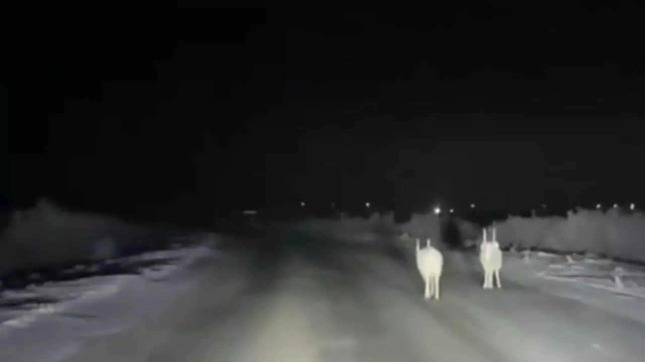 Атырау облысында киік ауылдардың ішінде жайылып жүр