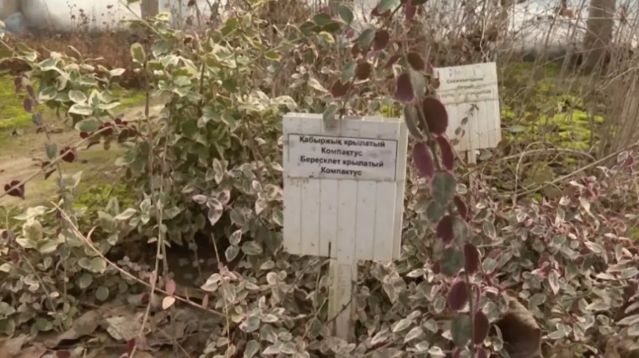 Шымкентский дендропарк расширил коллекцию растений