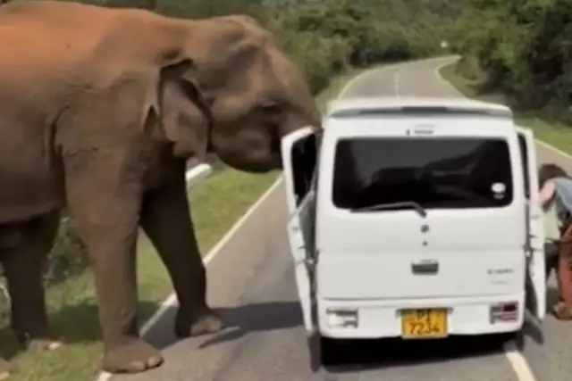 Шри-Ланкада піл туристер бар автобусқа шабуыл жасады (ВИДЕО)