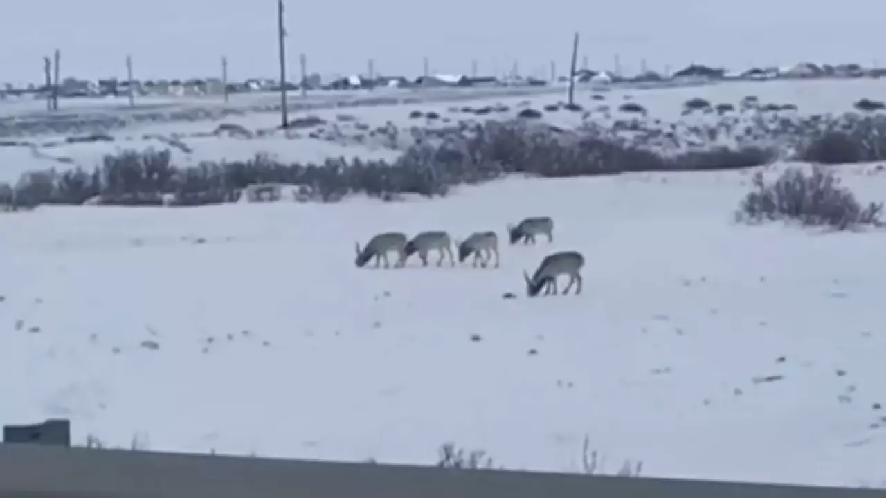 Сайгаки свободно пасутся в аулах Атырауской области
