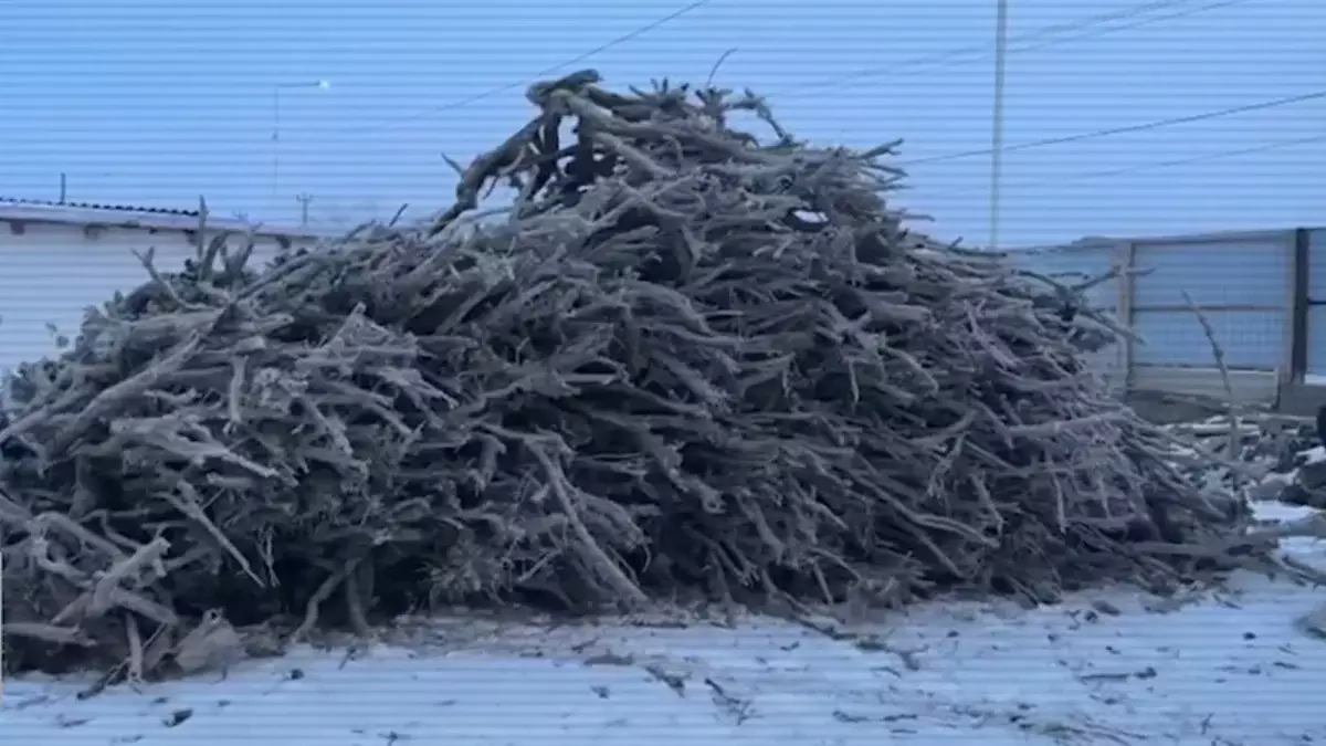 «Қорықтың инспекторлары бәрін білген»: Қызылордада сексеуіл кесіп, оны сатқан қылмыстық топ ұсталды (ВИДЕО)