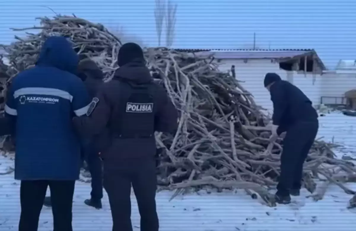 Под покровительством чиновников: в заповеднике незаконно вырубали редкие деревья (видео)