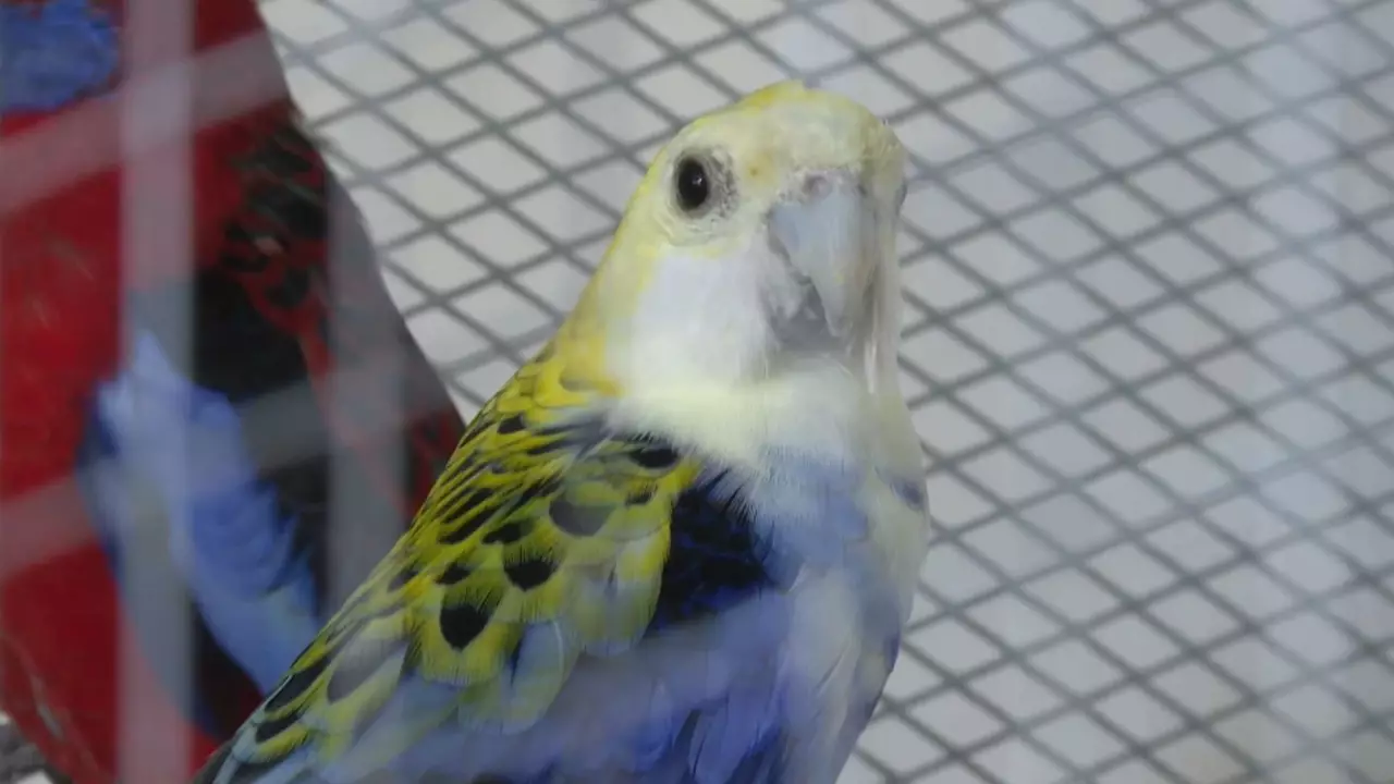 Тараз тұрғыны тотықұс өсіруден табыс тауып отыр