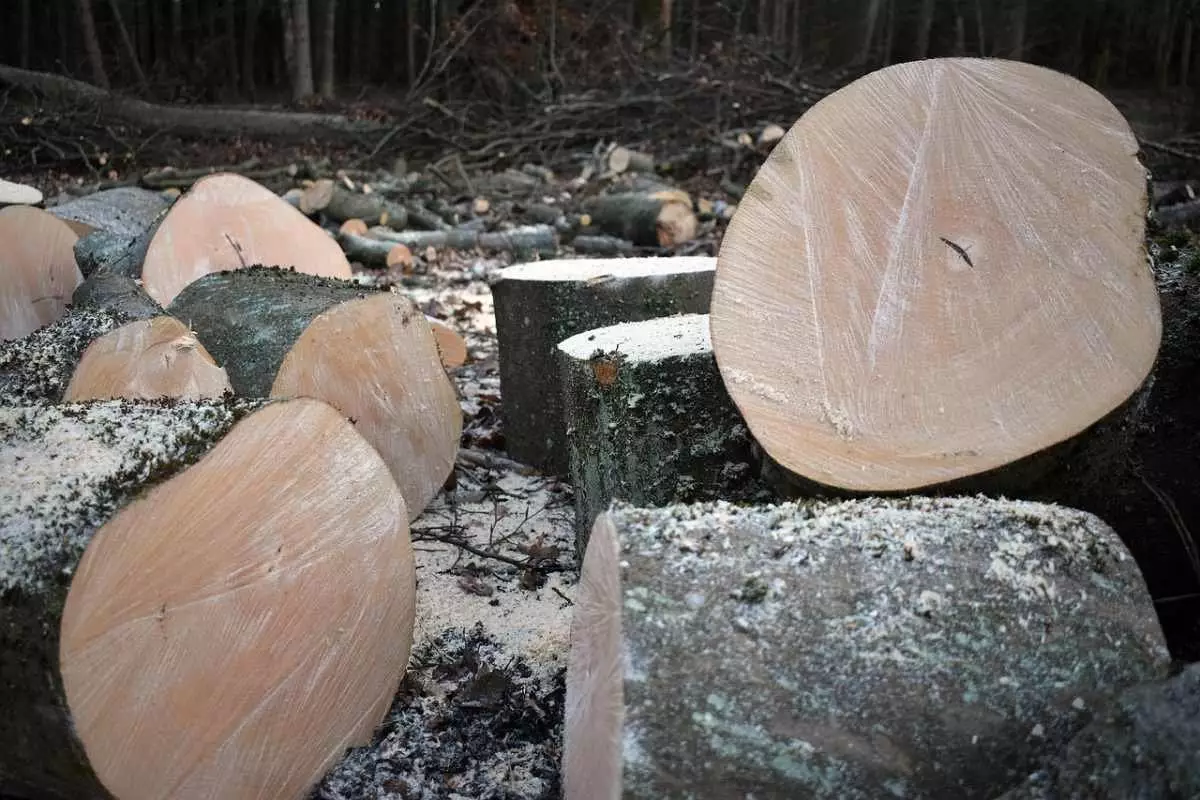 ОПГ вырубала лес в заповеднике Кызылординской области (ВИДЕО)