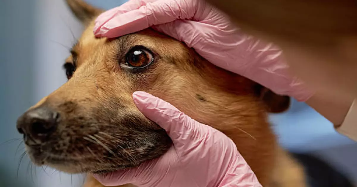   Елде «ветеринария» мамандығы бойынша мемлекеттік гранттың үлесі 2 есеге азайған   