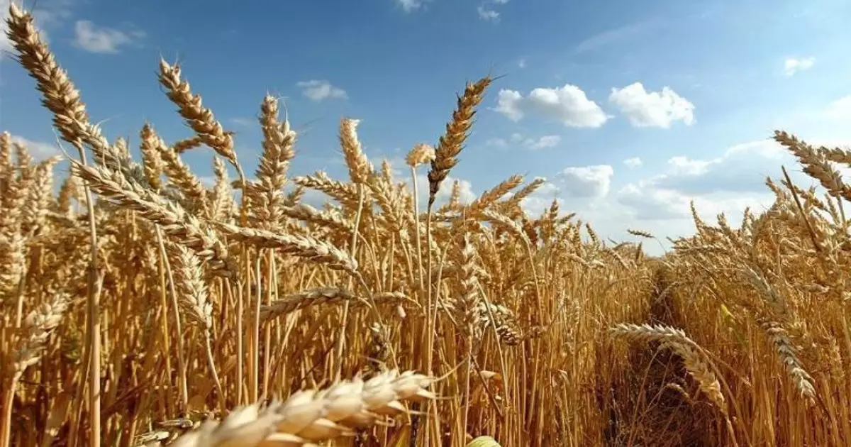  2028 жылға дейін бидай мен жүгері қайта өңдейтін 5 кешен іске қосылады 