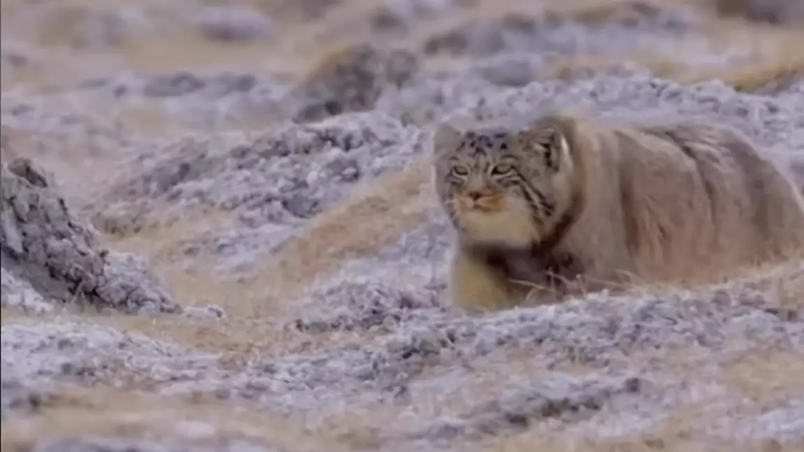 Шарында қуыстарда өмір сүретін аса құпия жыртқыштар видеоға түсіп қалды