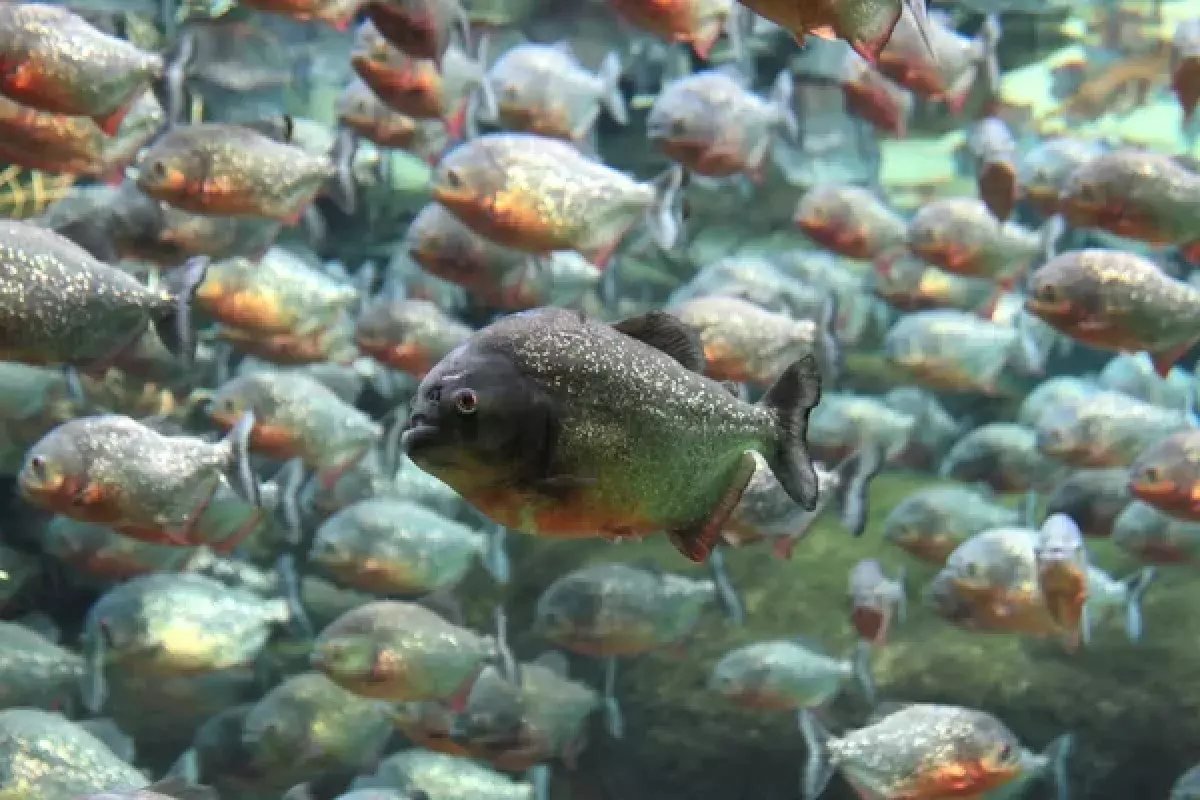 Стая пираний атаковала людей в реке: закрыт популярный туристический участок