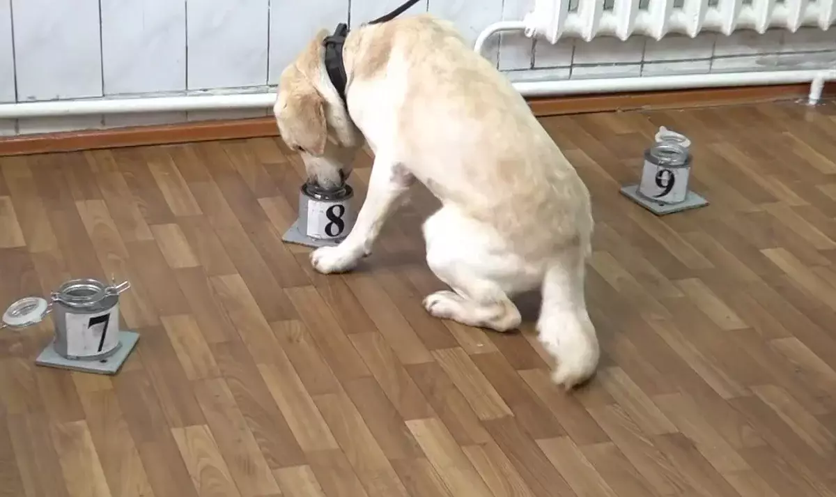 Четвероногие герои: как служебные собаки помогают раскрывать преступления