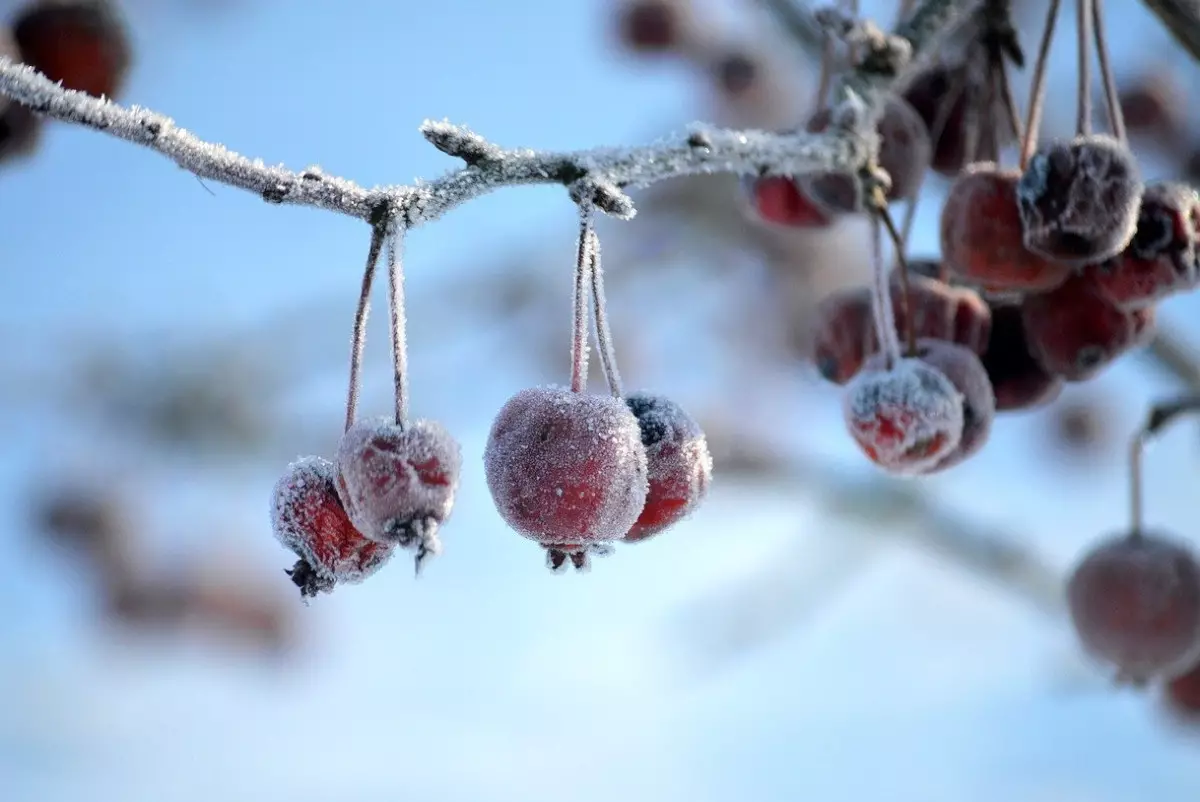 Какой будет погода в Казахстане в конце января